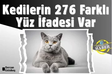 Kedilerin 276 Farklı Yüz İfadesi Var