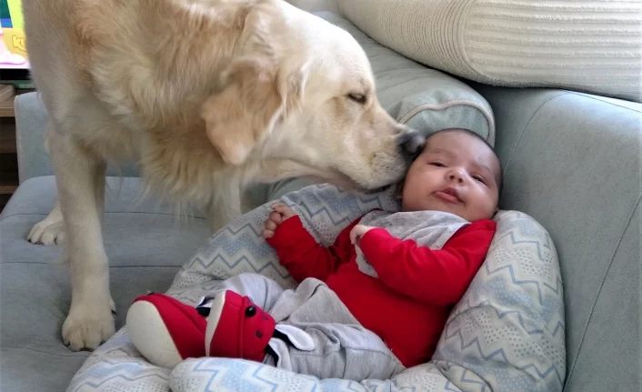 Köpek yeni doğan bebeği kimseyle paylaşmıyor