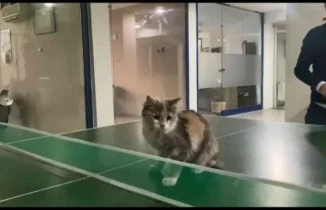 Masa tenisi oynayan kedi gülümsetti