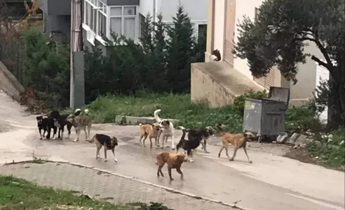 Mudanya’da köpek sorunu büyüyor!