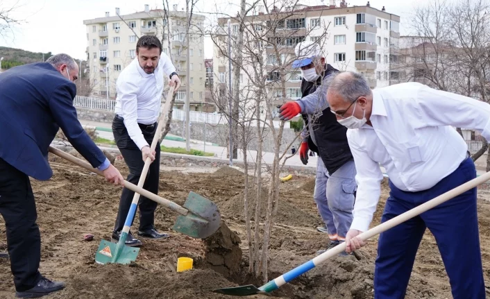 Naim Süleymanoğlu Parkı’nın ilk meyve ağaçları Başkan Tanır’dan