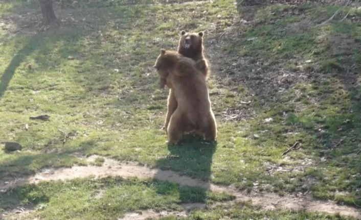 Ocak ayında güneşi gören ayılar ne yapacağını şaşırdı