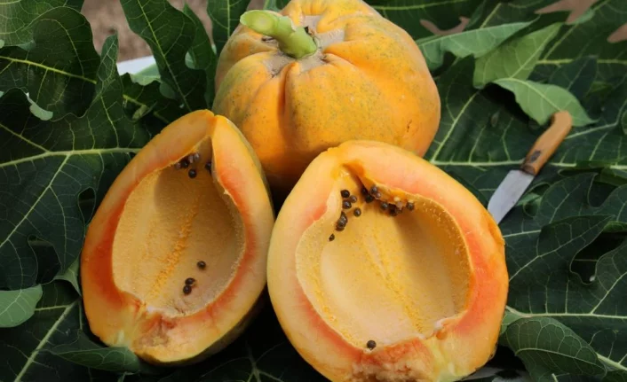 Örtü altında papaya üretimi denendi, bir fidan 60 kilo ürün verdi
