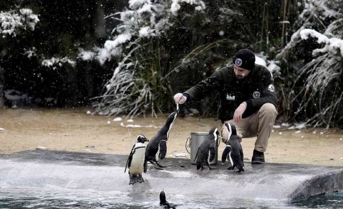 Bursa’da kar altında penguenlerin beslenme saati