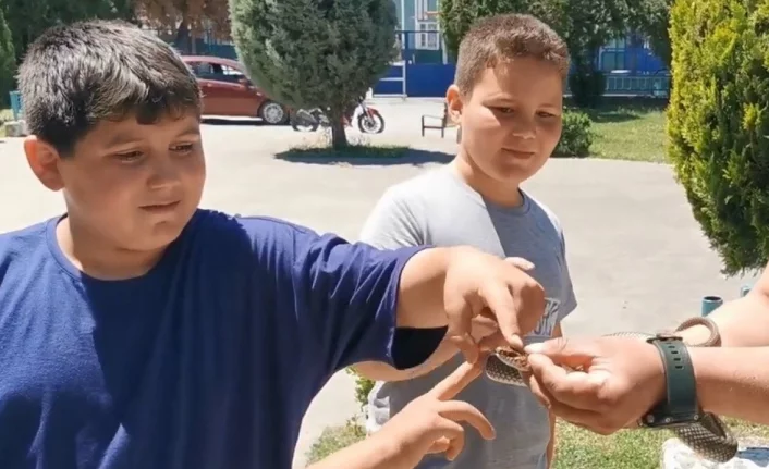 Parktaki yılanı elleriyle yakaladı çocuklara sevdirdi