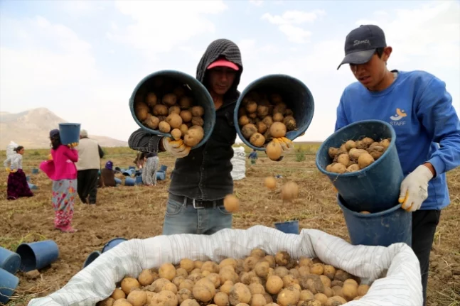 Patates Araştırma Enstitüsü Müdürlüğü'nden tohumluk üretim hakkı ihalesi