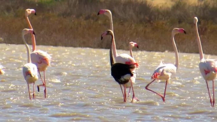 Siyah flamingo, Türkiye'de 3 yıl sonra görüldü