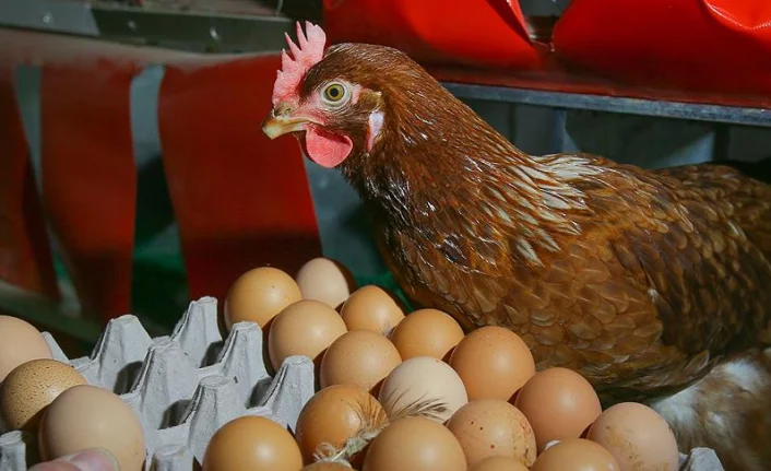 Tavuk Yumurta Yemi satın alınacaktır
