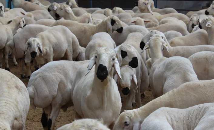 TİGEM Bursa'da 150 adet koyunu ihale usulü ile satacaktır