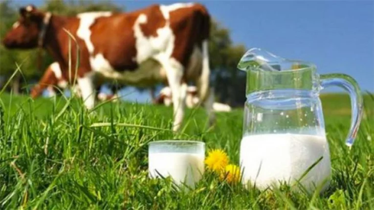 TİGEM tarafından 76.917 ton inek sütü satılacaktır