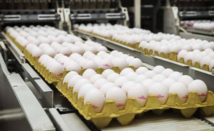 Trabzon’da Kapalı Devre Yumurta Üretim Tesisi Projelendirme ve Tasarım Hizmeti Alınacak