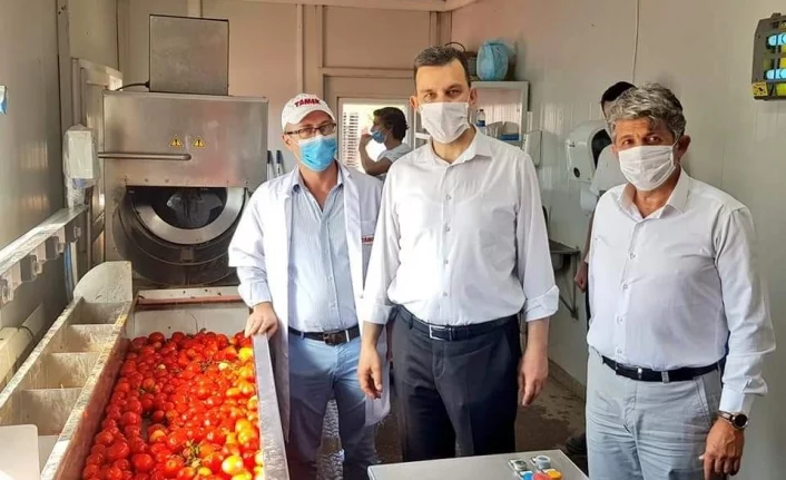Türk Şeker domates üreticisine hayat verdi!