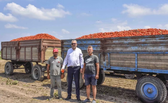 Türkiye'nin salçalık domatesinin yüzde 40'ını karşılayan Karacabey’de hasat başladı