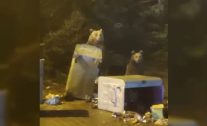 Uludağ'da aç kalan ayılar yerleşime indi çöp konteynerlerini böyle dağıttı