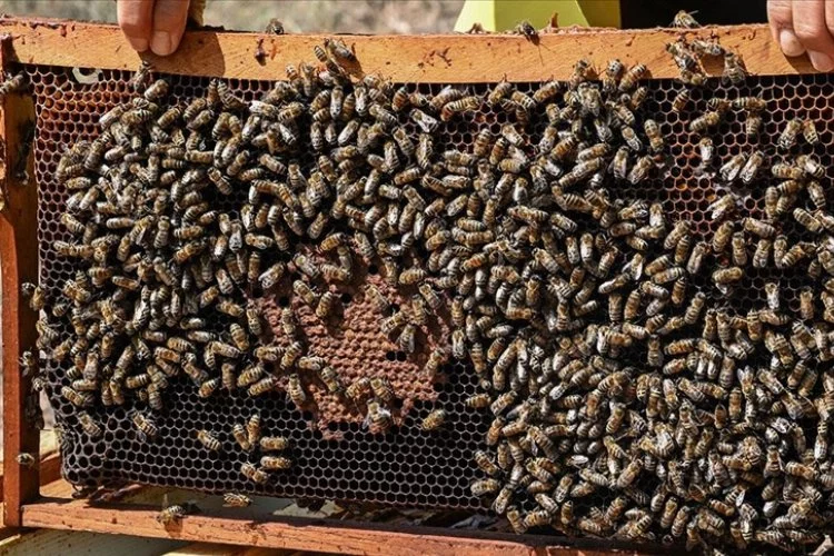 Yaban arılarının azalması tarım zararlılarının çoğalmasına neden olabilir