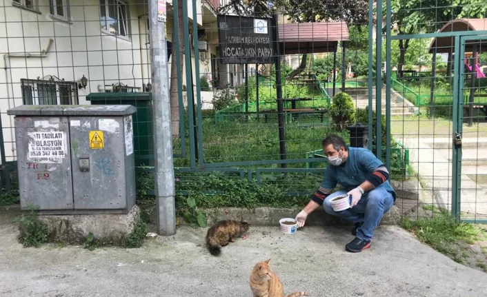 Yıldırım Belediyesi sokak hayvanlarına kucak açıyor