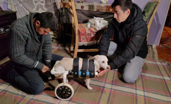 Yolda bulduğu engelli köpeği yaptığı düzenekle hayata bağladı
