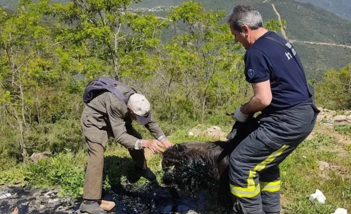 Bursa'da zifte saplanan keçiyi itfaiye ekipleri kurtardı